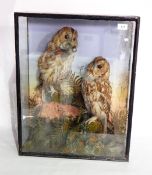 A taxidermic case of two tawny owls,