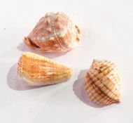 A collection of shells to include various cowry, coral,