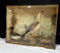 A taxidermy case containing a gull, a teal, a snipe and a grey partridge with glazed front,