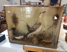 A taxidermy case containing a gull, a teal, a snipe and a grey partridge with glazed front,