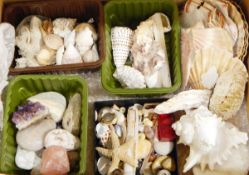 A collection of shells to include a starfish, conch shell,