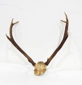 A pair of 1960's red deer antlers