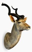 Taxidermy head of kudu with glass eyes