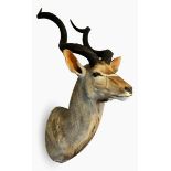 Taxidermy head of kudu with glass eyes