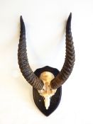 Pair of curved antelope horns with part skull, on shield shaped plaque,