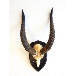 Pair of curved antelope horns with part skull, on shield shaped plaque,