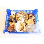 A quantity of shells including cowrie and conch (1 box)