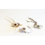 Two small antelope skulls with horns,