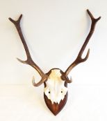 Pair of deer horns with part skull,
