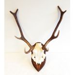 Pair of deer horns with part skull,