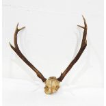 1960's red deer antlers