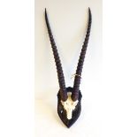 Pair of antelope horns with part skull, on shield shaped plaque,