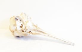 A large marine animal's skull with long beak, having serrated edge,