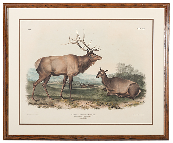 AmericanElk-WapitiDeer,Hand-ColoredLithographbyAudubon,BowenImperialFolioEditionÊ - Image 2 of 2