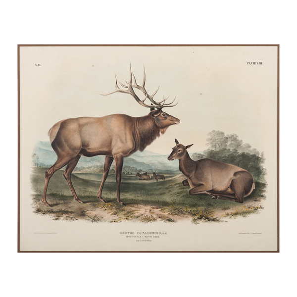 AmericanElk-WapitiDeer,Hand-ColoredLithographbyAudubon,BowenImperialFolioEditionÊ