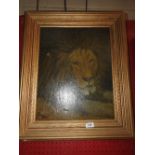 An oil canvas of a lion in a gilt frame, signed Macintosh,1906, 48x 37cm