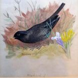 Archibald Thorburn (1860 - 1935) 'Blackbird' 1913,