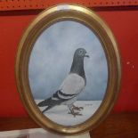 An oil on canvas, racing pigeon signed in a gilt frame