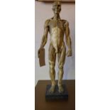 A resin human anatomy male figure originally sculpted and painted by Andrew Calurse,