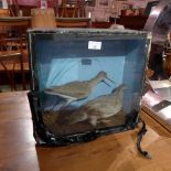 A taxidermy wading bird and one other in naturalistic setting and glazed display case