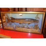 A taxidermy pike in a glazed display case, 6lbs, caught by Mr. S.