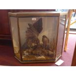 SOLD IN TIMED AUCTION Taxidermy of kestrels with kill in a glazed case.