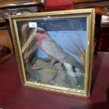 SOLD IN TIMED AUCTION A taxidermy of a parrot in a glazed case