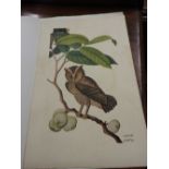 A print of an 18th century watercolour study of a Collard Scops Owl,
