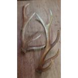 Two deer antlers