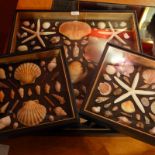 A large collection of various crustacean and mollusk shells housed in three glazed box frames