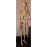 An articulated model skeleton on cast iron stand.