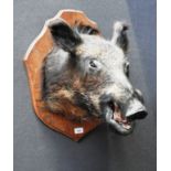 A mounted boar's head taxidermy
