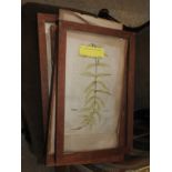 A set of five botanical studies within gilt frame