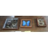 A collection of framed butterfly studies in frames