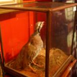 A taxidermy French Partridge in naturalistic setting and glazed display case.