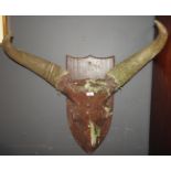 A mounted water buffalo trophy