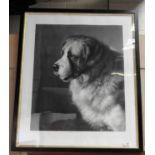 A large 19th Century print portrait of a St Bernard,