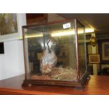 A taxidermy French Partridge in naturalistic setting and glazed display case.