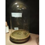 A late 19th century Victorian glass domed display on gilt painted base