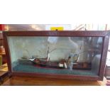 A steam and sail ship model 'Copia' in a glazed display case with hand painted seascape backdrop.