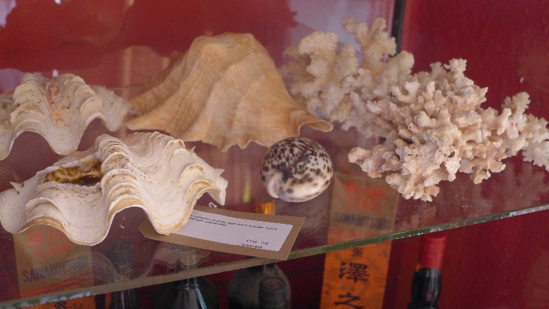 A collection of coral, clam shell,