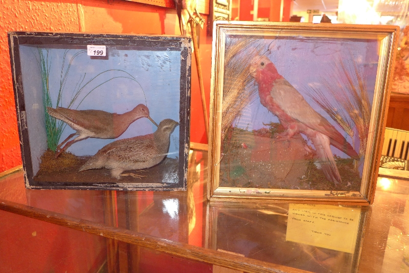 Two taxidermy water birds in case together with a taxidermy parakeet in another case