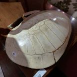 WITHDRAWN A 19th century ivory coloured sea turtle shell (af)