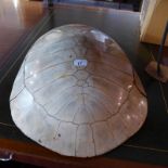 An antique turtle shell with pale colouration (af)