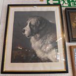 A black and white print of a Saint Bernard signed in pencil Frank Paton,