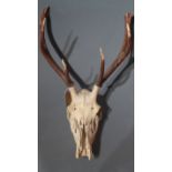 A deer skull and antlers