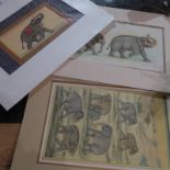 Three unframed but mounted Indian gouaches depicting elephants