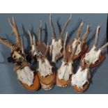 A miscellaneous collection of nine mounted antlers