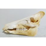 A taxidermy wild boar skull