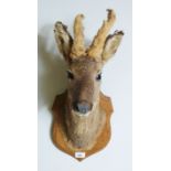 A taxidermy deer's head, mounted